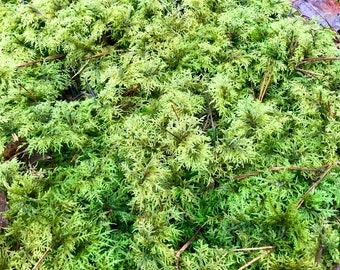 Natural moss for creating natural compositions.