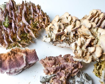 Dry Birch Mushrooms on Bark: Natural Terrarium Wall Decor
