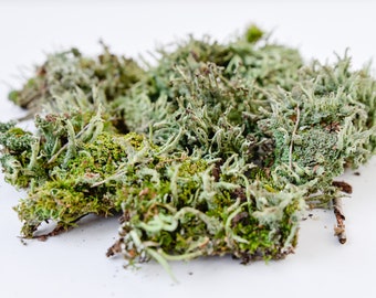 Natural green moss for landscape design.
