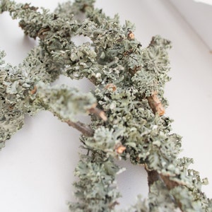 Może przedstawiać: Gromada wysuszonych, jasnozielonych gałązek porostów o naturalnym, rustykalnym wyglądzie. Porosty ułożone są w luźny, organiczny wzór, prezentując delikatną fakturę i naturalne piękno.