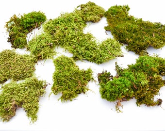 Puede incluir: Una colección de trozos de musgo verde preservado, ideal para manualidades y decoración. El musgo está dispuesto sobre una superficie blanca.