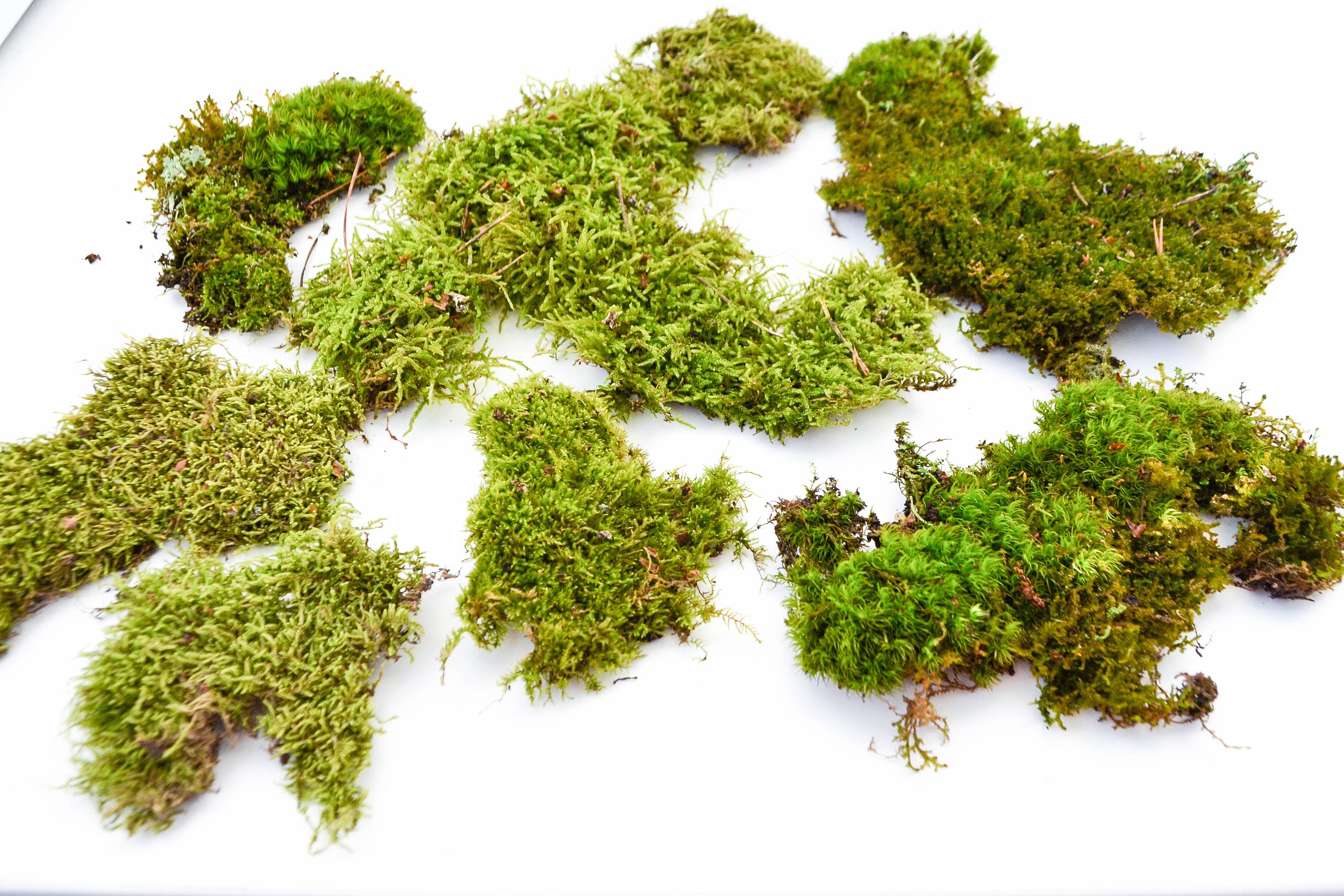 Natural Green Moss for Landscape Design. - Etsy