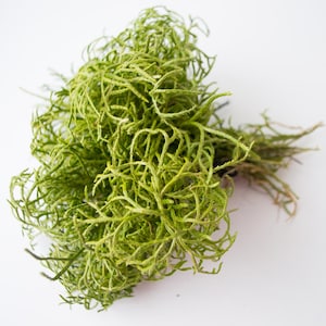 May include: A bunch of preserved green moss, ideal for adding a touch of nature to your home decor.