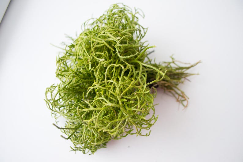 May include: A bunch of preserved green moss, ideal for adding a touch of nature to your home decor.
