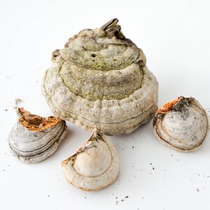 May include: Four pieces of dried, gray and brown mushrooms with a layered, textured surface. The mushrooms are on a white background.