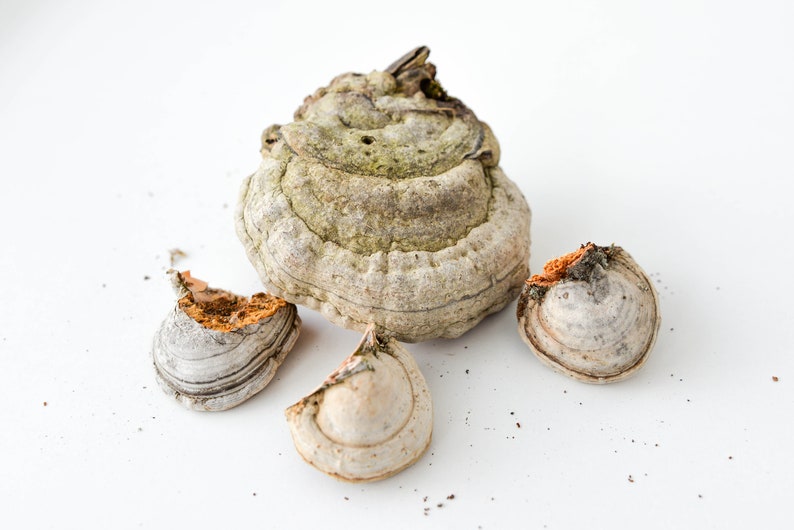 May include: Four pieces of dried, gray and brown mushrooms with a layered, textured surface. The mushrooms are on a white background.