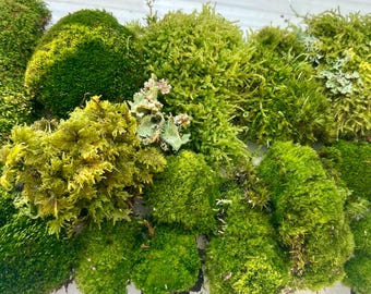 Kit de musgo vivo orgánico: Líquenes frescos para terrario o jardín de hadas