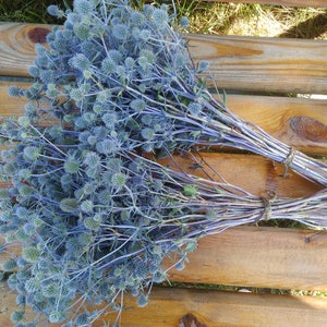 Prickly thistle, fresh harvest, home amulet. Dry bouquet of thistle blue, thistles, dried flowers, image 4