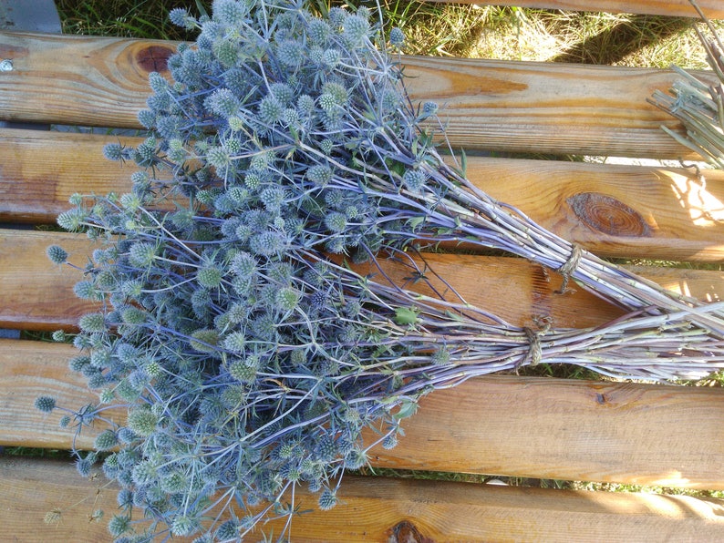 Prickly thistle, fresh harvest, home amulet. Dry bouquet of thistle blue, thistles, dried flowers, image 4