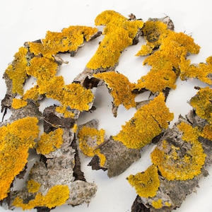 Yellow lichen on the bark, terrarium, natural material, terrarium, village wedding, floristry, natural material