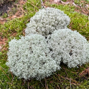 Cladonia Rangiferina: Gray Deer Moss for Terrarium