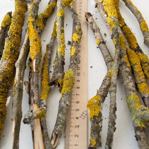 Dry branches with yellow lichens, terrarium, natural material