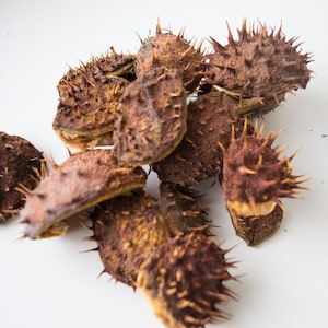 Getrocknete stachelige Kastanienschalen | Rustikales Waldland DIY Dekor