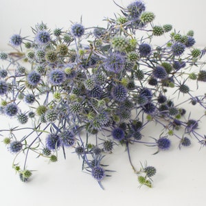 Prickly thistle, fresh harvest, home amulet. Dry bouquet of thistle blue, thistles, dried flowers, image 1