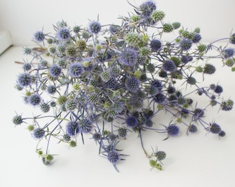 Dried Blue Thistle Flower – Flower Moxie Supply