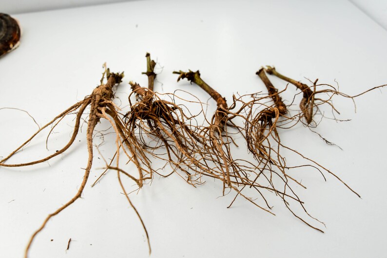May include: Five bare root plants with brown roots and stems. The roots are spread out on a white surface.
