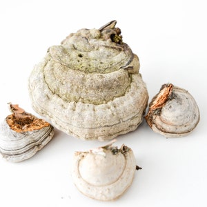 May include: Four pieces of dried, light brown and gray mushrooms with a layered, textured surface. The mushrooms are arranged on a white background.
