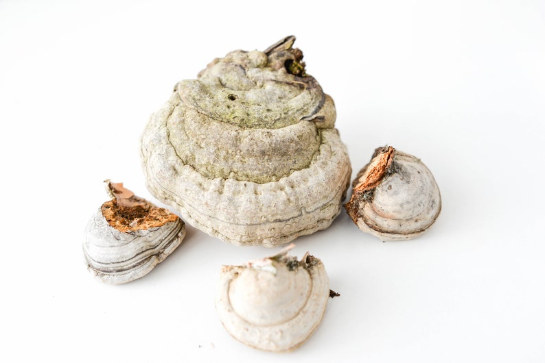 May include: Four pieces of dried, light brown and gray mushrooms with a layered, textured surface. The mushrooms are arranged on a white background.