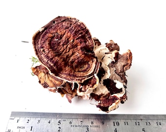 Funghi polipori essiccati naturali / Decorazione forestale / Interni ecologici / Raccolti a mano in Ucraina / Arte naturale unica