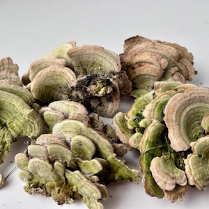 May include: A collection of dried turkey tail mushrooms, featuring a fan-like shape with concentric rings. The mushrooms display a range of colors, including shades of green, brown, and beige. The image is taken from a close-up perspective.