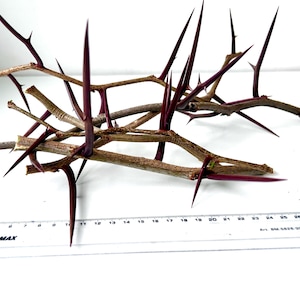 Rustic Natural Thorns “Korob” from Ukraine | Honey Locust Tree Spikes | Wild Botanical Decor | 20+ Sharp Pods for Crafts, Wicca, Art