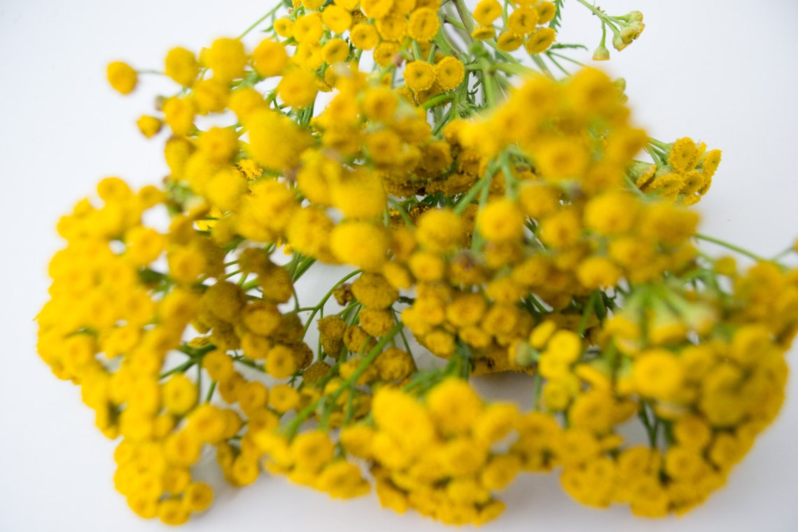 Dry bouquet tansy yellow dried flowers vase filler home Etsy