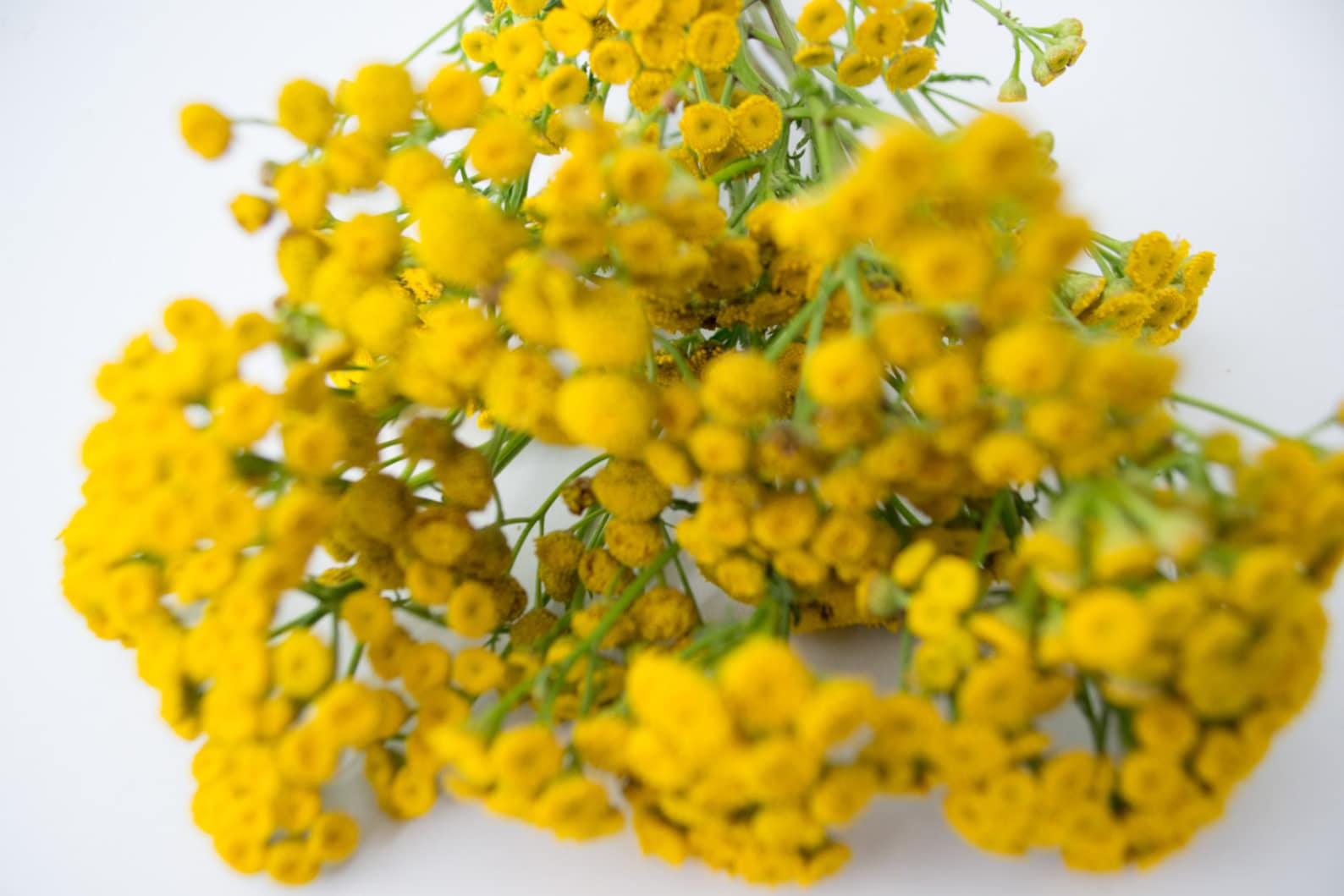Dry Bouquet Tansy Yellow Dried Flowers Vase Filler Home Etsy