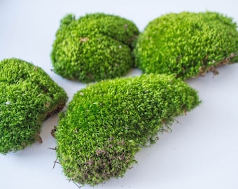 Natural Green Sphagnum Moss: Terrarium Filler, Soil Additive