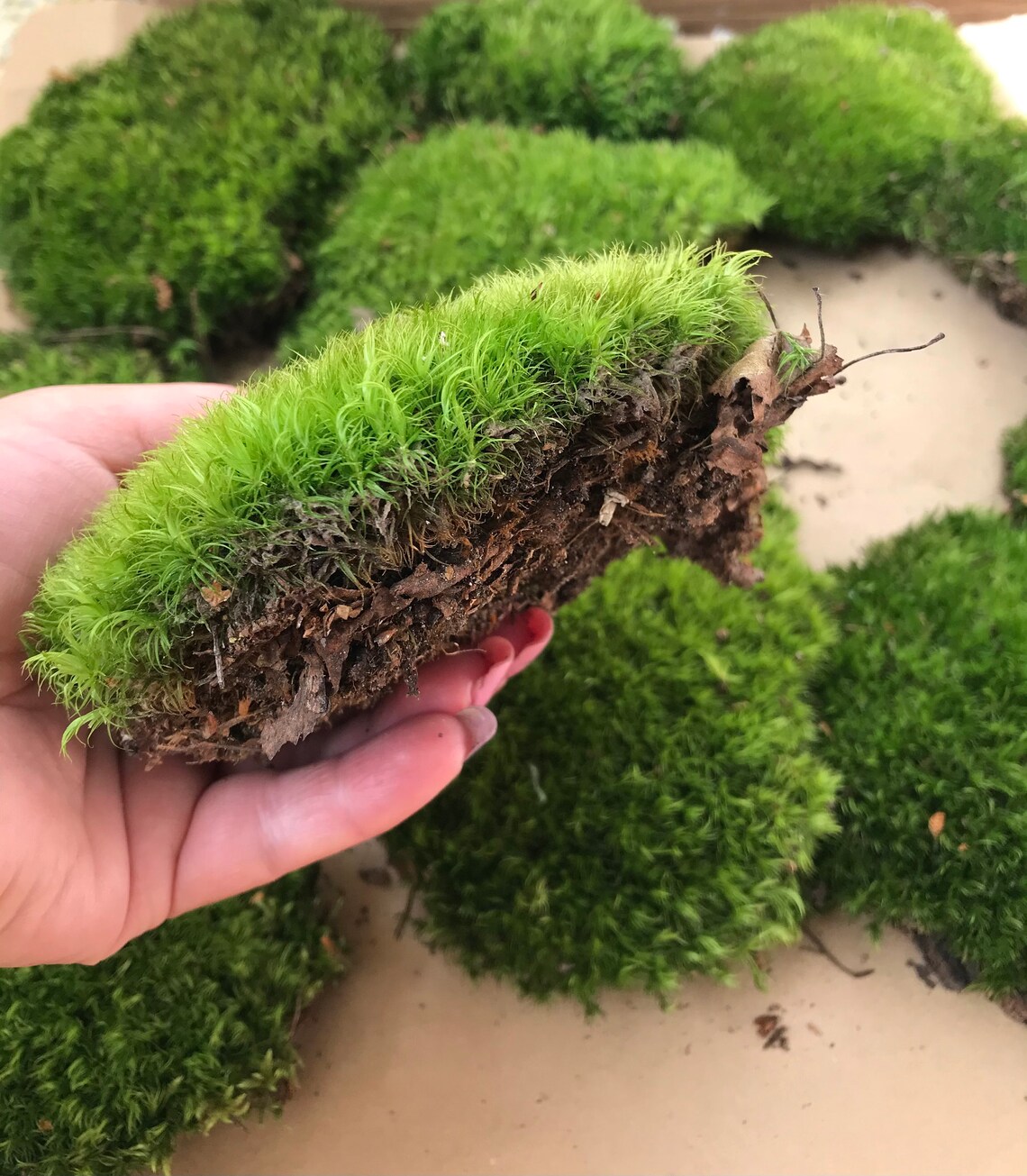 Green pillow moss bun moss terrarium moss fairy garden Etsy