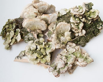 Dry mushrooms, wall decor, snags, moss, terrarium, antique frame, rustic decor, natural decoration