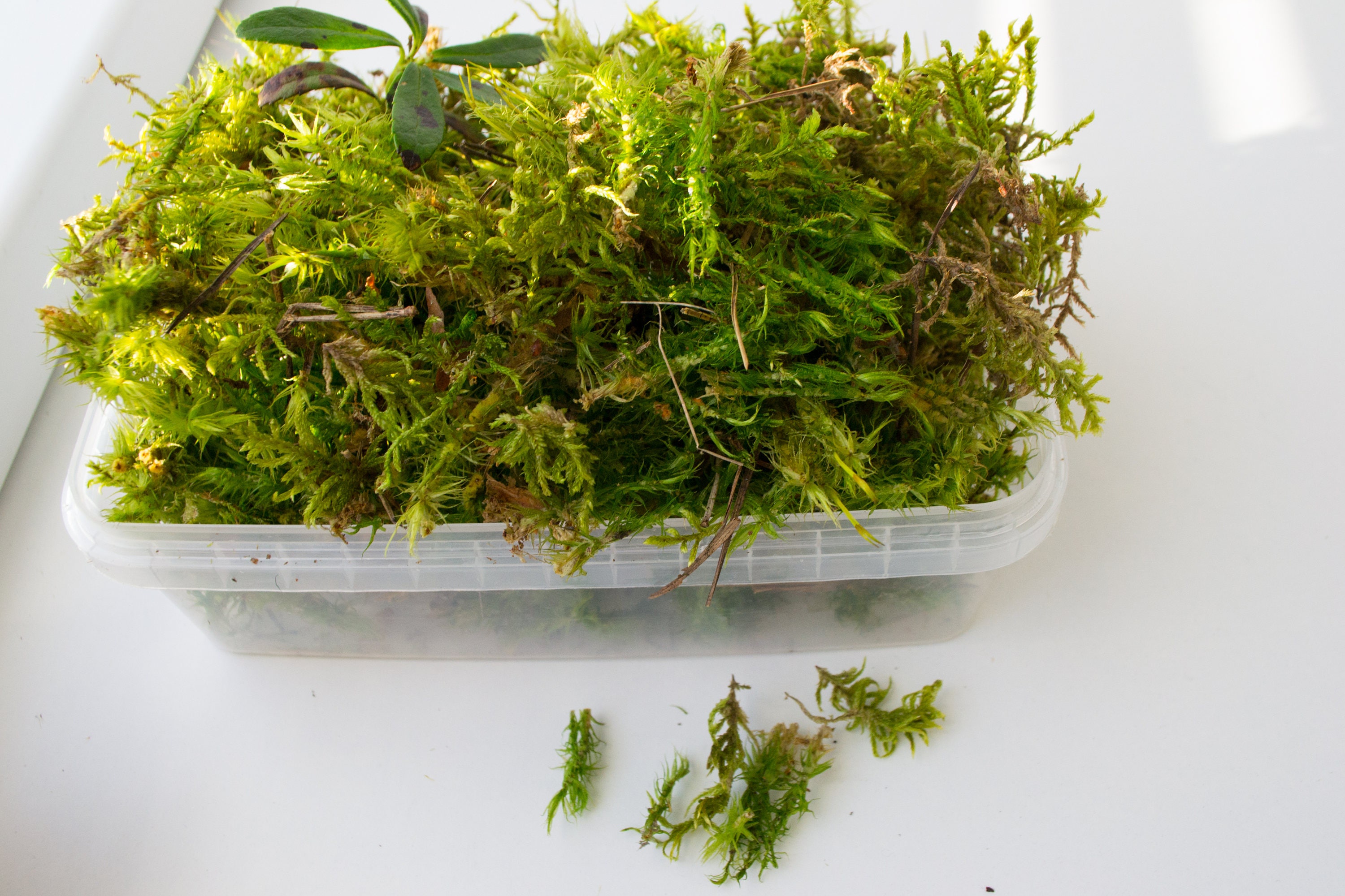 Sphagnum Moss