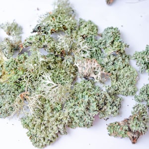 May include: A pile of dried, light green and white lichen on a white background.