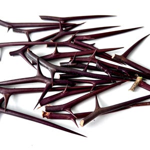 Rustic Natural Thorns “Korob” from Ukraine | Honey Locust Tree Spikes | Wild Botanical Decor | 20+ Sharp Pods for Crafts, Wicca, Art