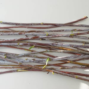 Willow branches with blue bloom, dervy decor, topiary, dry branches, home decor