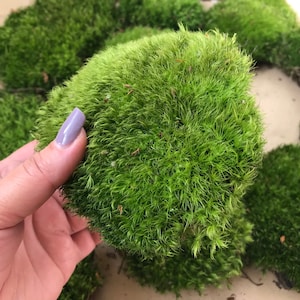 Live Green Cushion Moss/ Bun Moss/ Lumpy Terrarium Moss/ Fairy Garden Moss/ Natural Moss