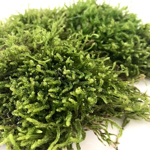 Natural green moss for landscape design.