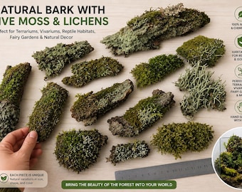Corteza de musgo vivo para terrarios, madera de líquen natural, decoración para hábitats de reptiles