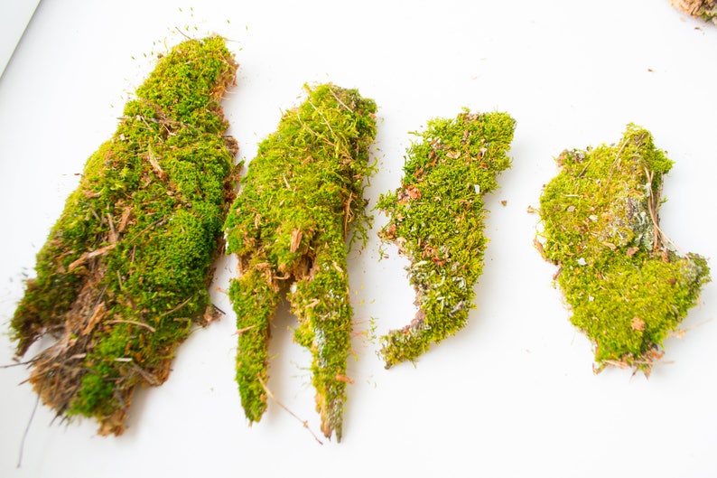 Moss on Driftwood Small Decorative Moss Driftwood With Moss Etsy