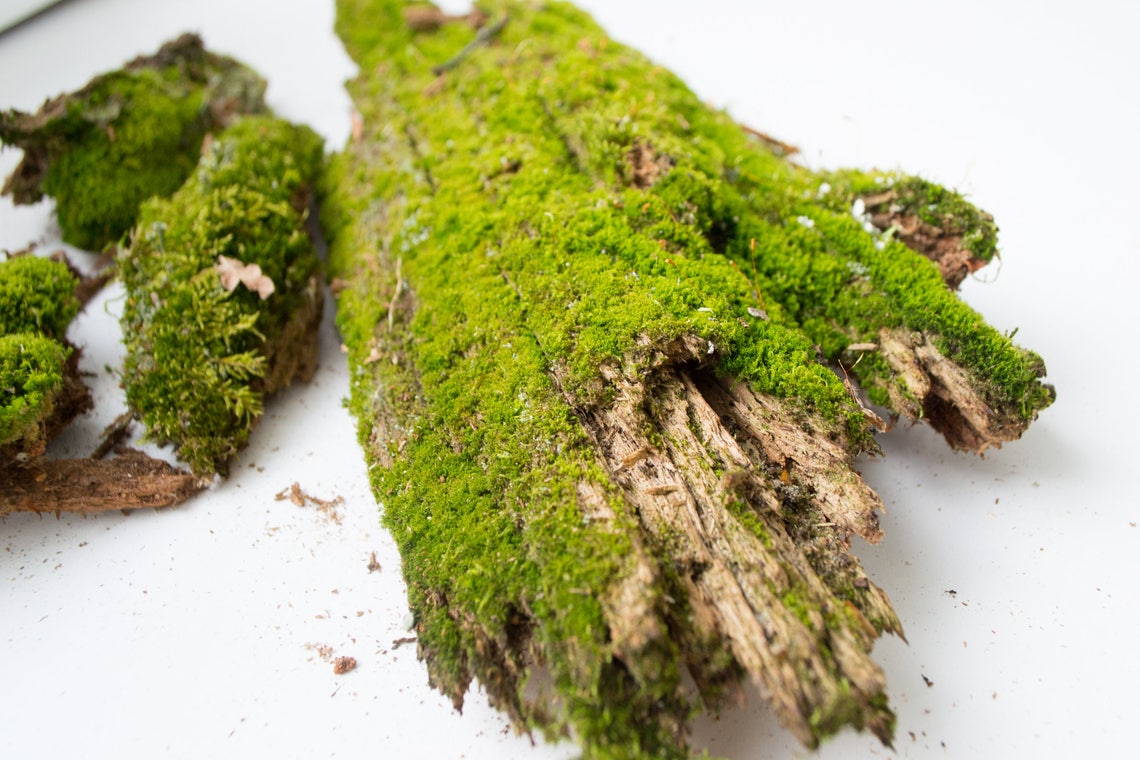 Moss on Driftwood Small Decorative Moss Driftwood With Moss Etsy