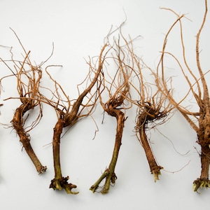 May include: Six brown root systems with green stems on a white background. The roots are long and thin, and the stems are short and thick.