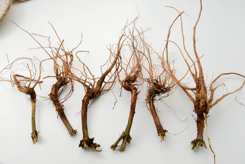 May include: Six brown root systems with green stems on a white background. The roots are long and thin, and the stems are short and thick.