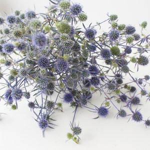 Prickly thistle, fresh harvest, home amulet. Dry bouquet of thistle blue, thistles, dried flowers, image 7