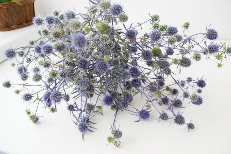 Prickly thistle, fresh harvest, home amulet. Dry bouquet of thistle blue, thistles, dried flowers, image 7