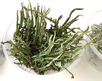 May include: A close-up of a small bowl filled with dried green moss. The moss has a unique, branching texture and is a popular material for crafts and terrariums.