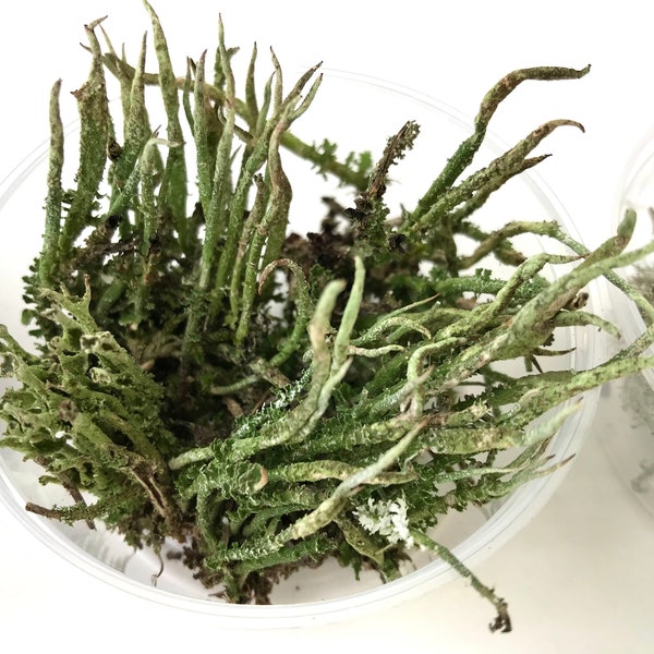 Dried Reindeer Moss: Forest Jewelry Filler, Epoxy Resin Art