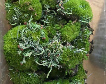 Lebendiges Grünes Moos Set: Bonsai, Feengarten, Terrarium Moos