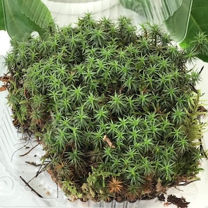 Op de afbeelding: Een close-up van een klein stukje groen mos in een doorzichtige plastic container. Het mos is dicht opeengepakt en heeft een zachte, fluweelachtige textuur.