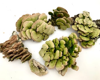Dry Birch Mushrooms: Natural Terrarium Decor