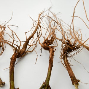May include: Five brown plant roots with a network of smaller roots branching out from the main stem. The roots are arranged in a row on a white background.