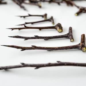 Puede incluir: Primer plano de varios objetos pequeños, marrones, con forma de ramita y forma de T. Los objetos tienen una textura rugosa y están dispuestos sobre una superficie blanca. Algunos tienen puntas pequeñas y afiladas. Los extremos de las T son de un color más claro.